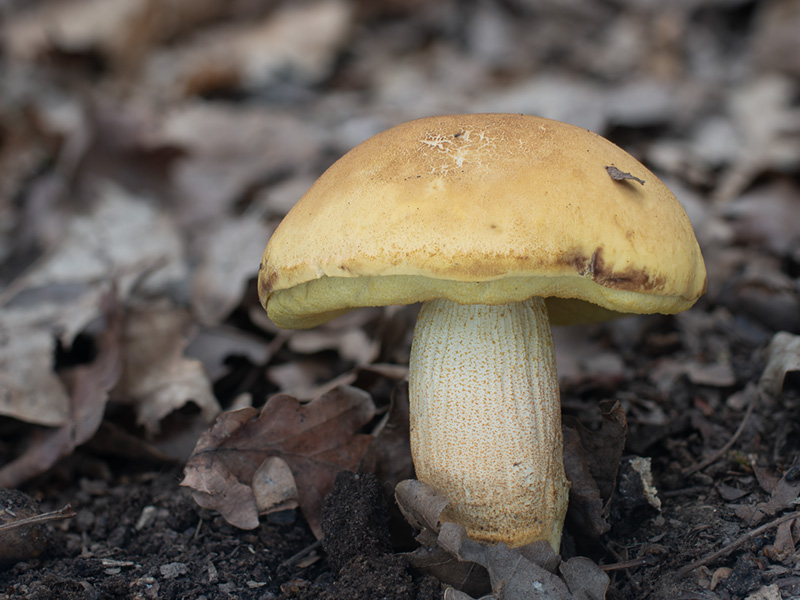 Leccinum crocipodium